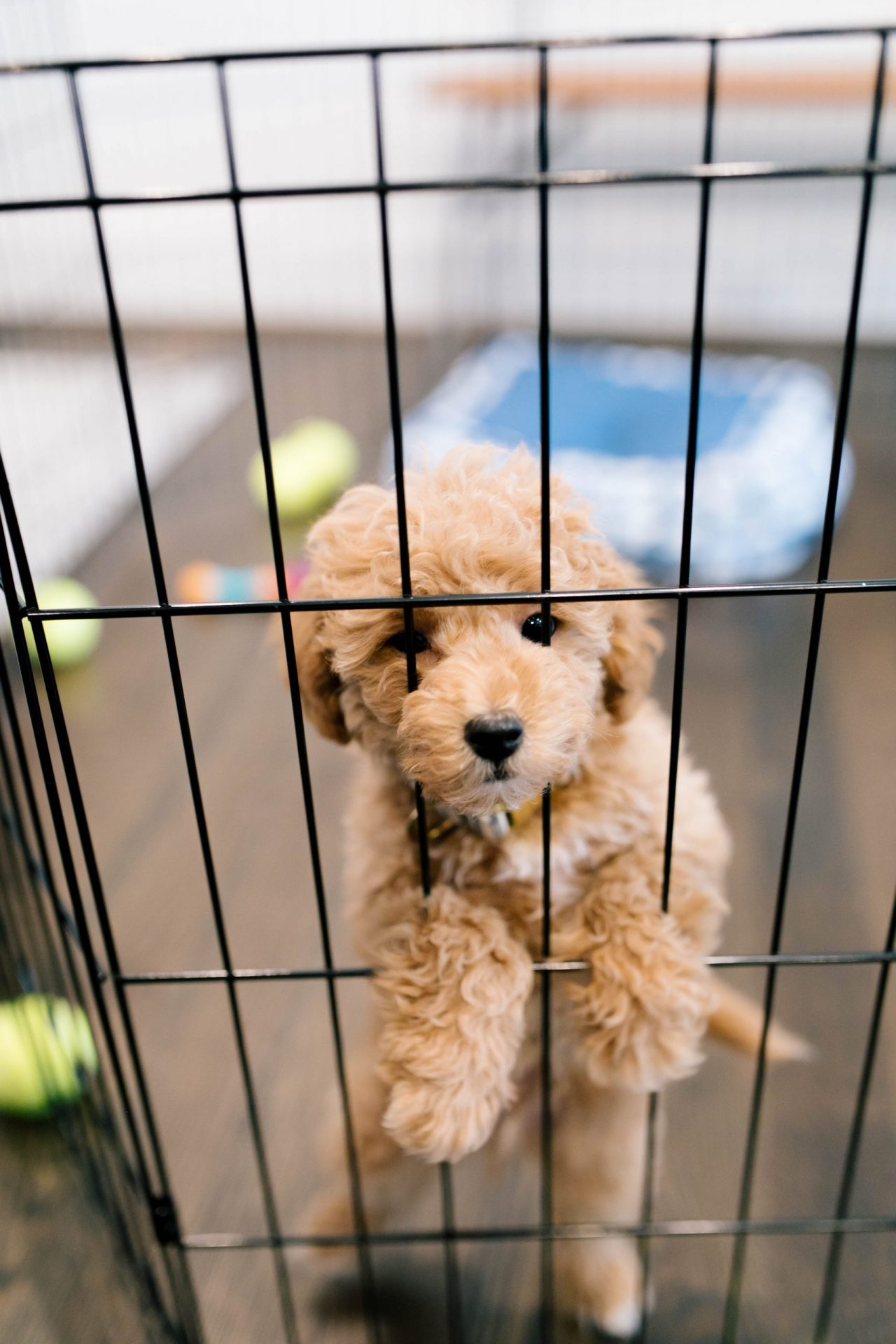 Life with Tucker + The Best Pet Gifts by popular life and style blog, Hello Happiness: image of a goldendoodle puppy.